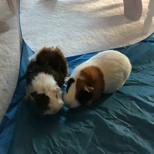 Meet your Posher, Brooklyn